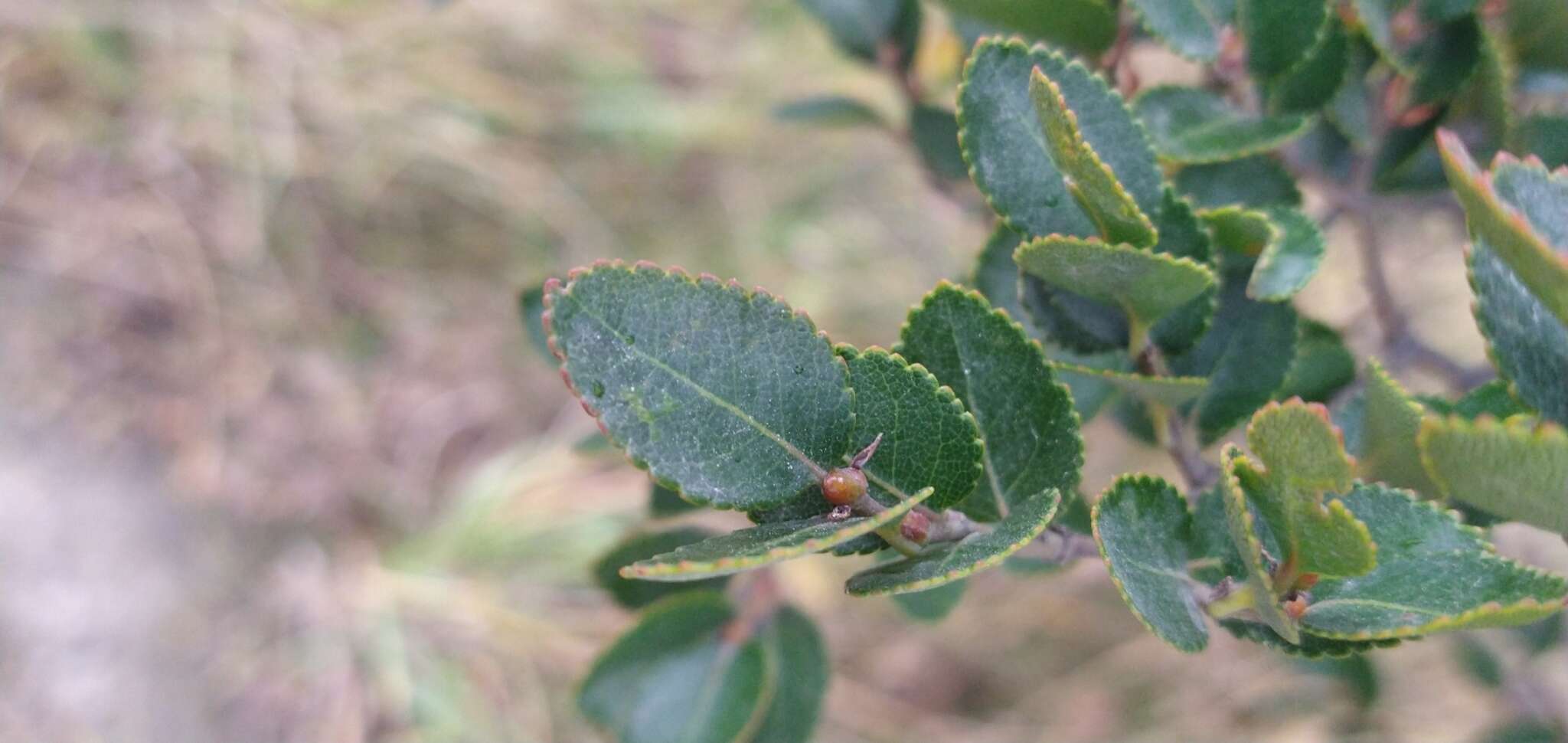 Image of Nothofagus betuloides (Mirb.) Oerst.