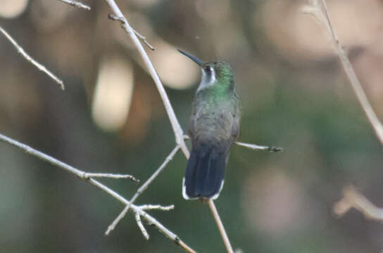 Image of Blue-throated Hummingbird