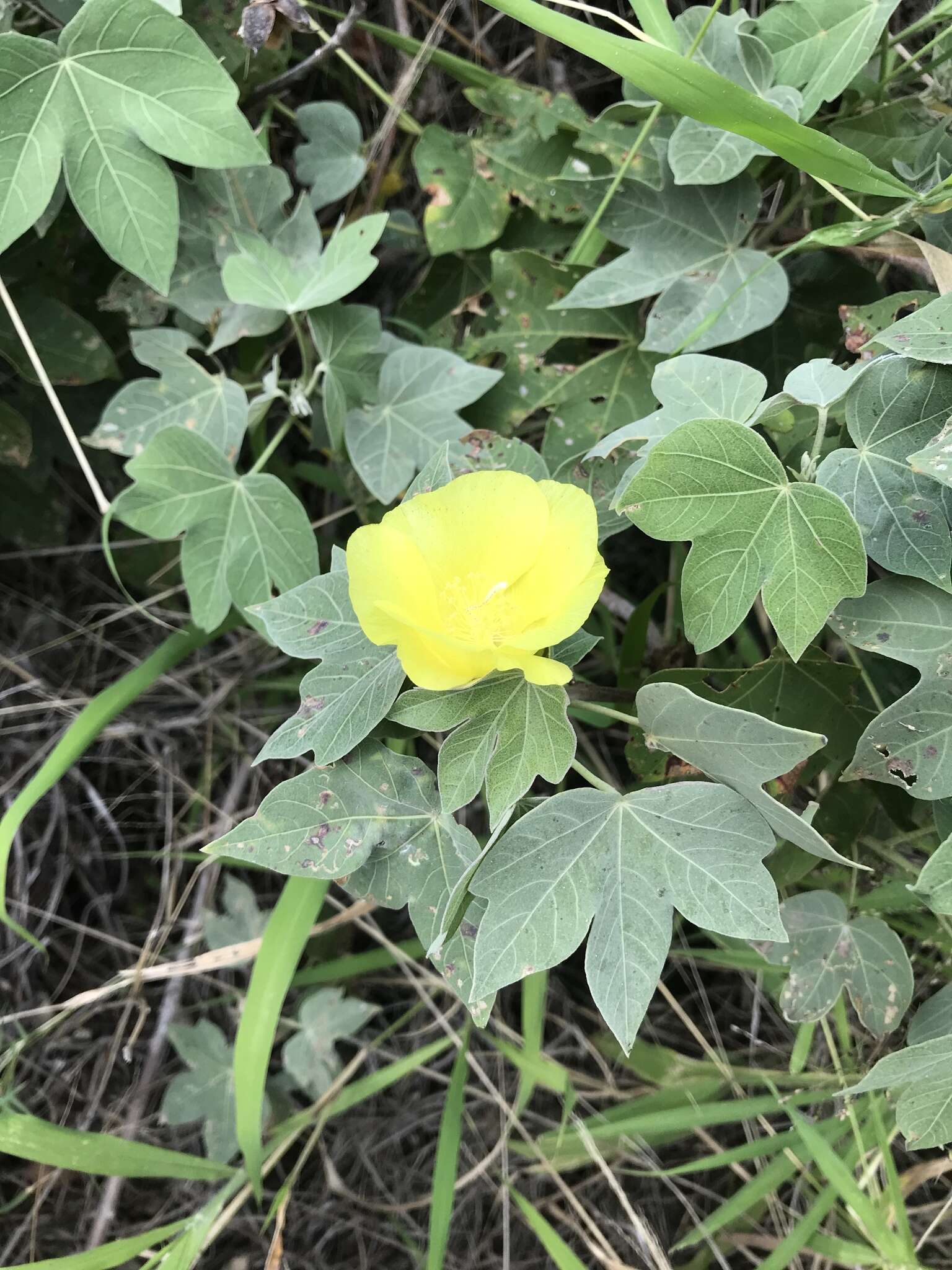 Image of Hawai'ian cotton