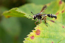 Image of Physocephala rufipes (Fabricius 1781)