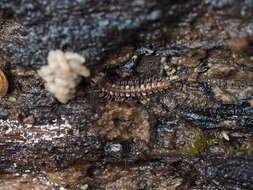 Image of Polydesmus complanatus illyricus Verhoeff 1898