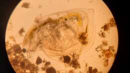 Image of Water flea