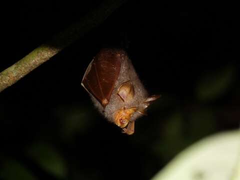 Image de Rhinolophus trifoliatus Temminck 1834