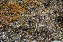 Image of woolly lousewort