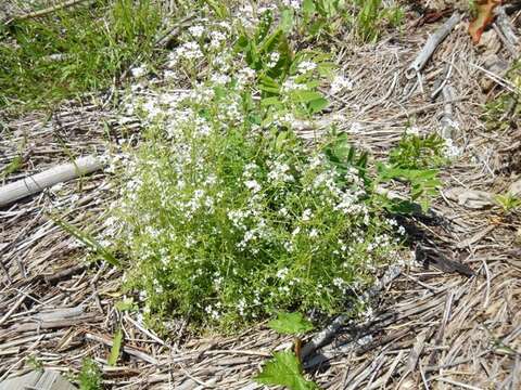 Image of three-petal bedstraw