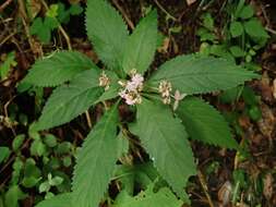 Image of Hydrangea alternifolia Sieb.