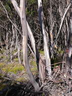 Image of Eucalyptus barberi L. A. S. Johnson & Blaxell