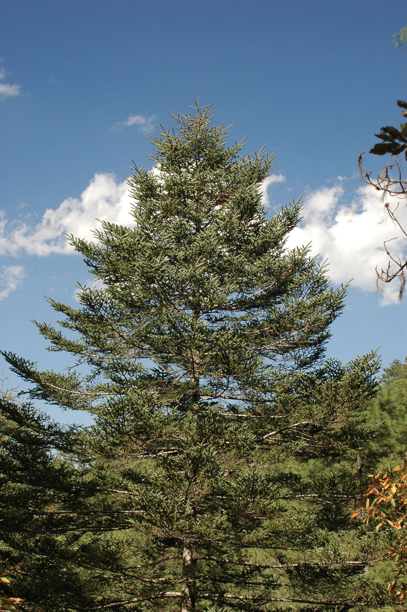 Plancia ëd Abies durangensis var. coahuilensis (I. M. Johnst.) Martínez