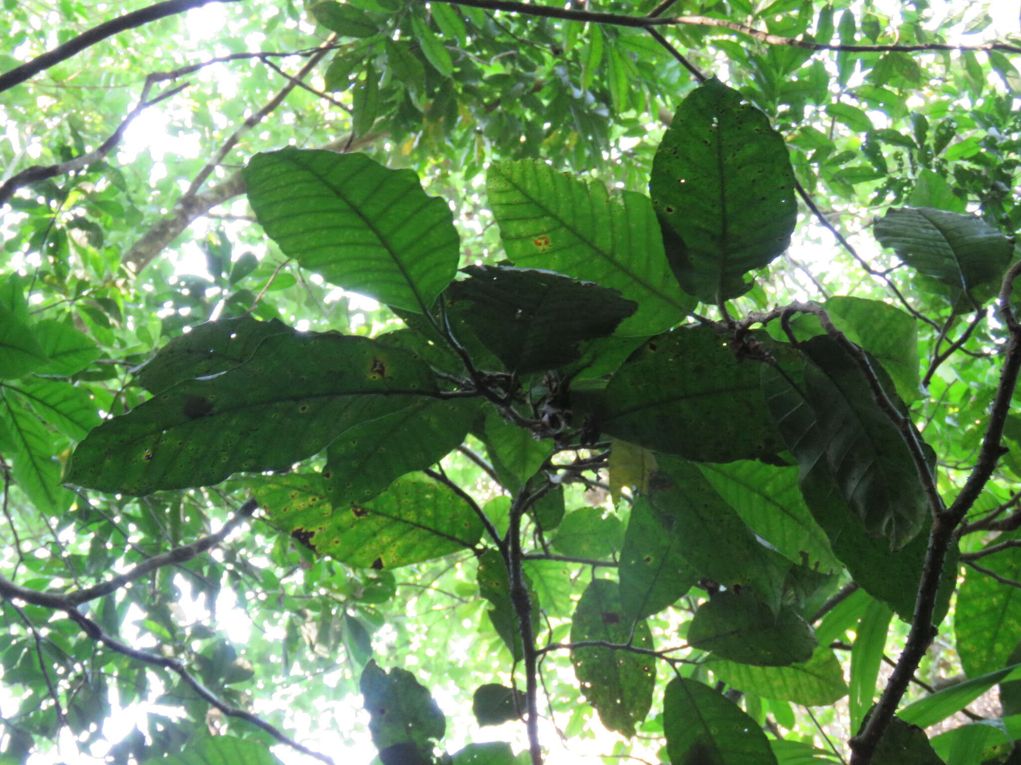 Image of Poulsenia armata (Miq.) Standl.