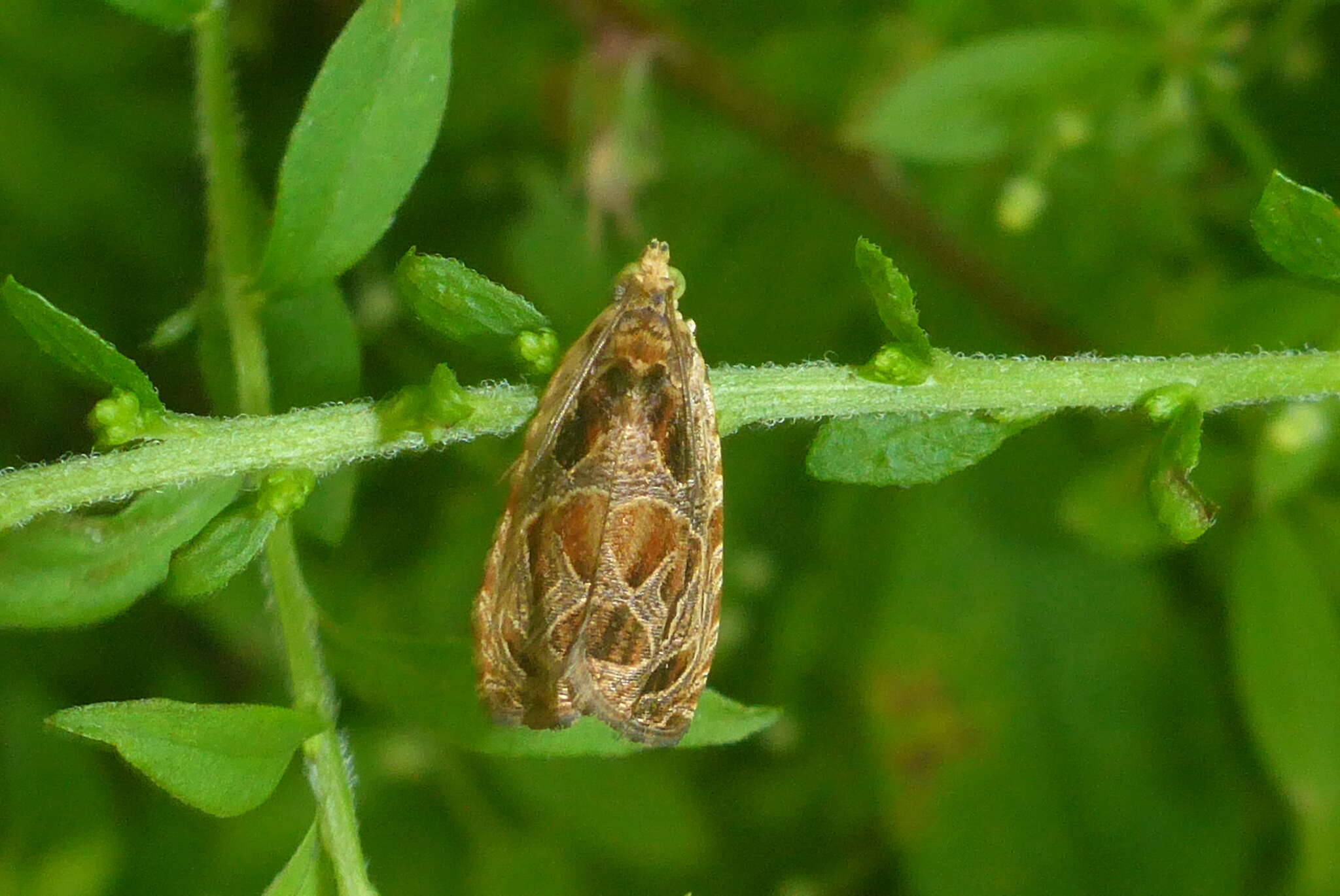 Olethreutes tilianum Heinrich 1923 resmi