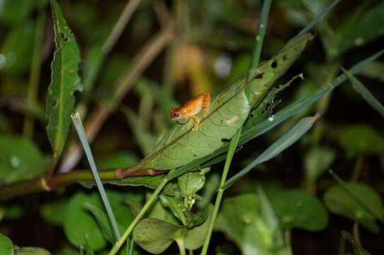 Dendropsophus werneri (Cochran 1952)的圖片