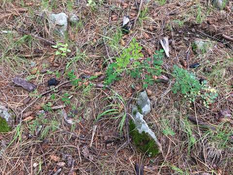 Image of Fendler's meadow-rue