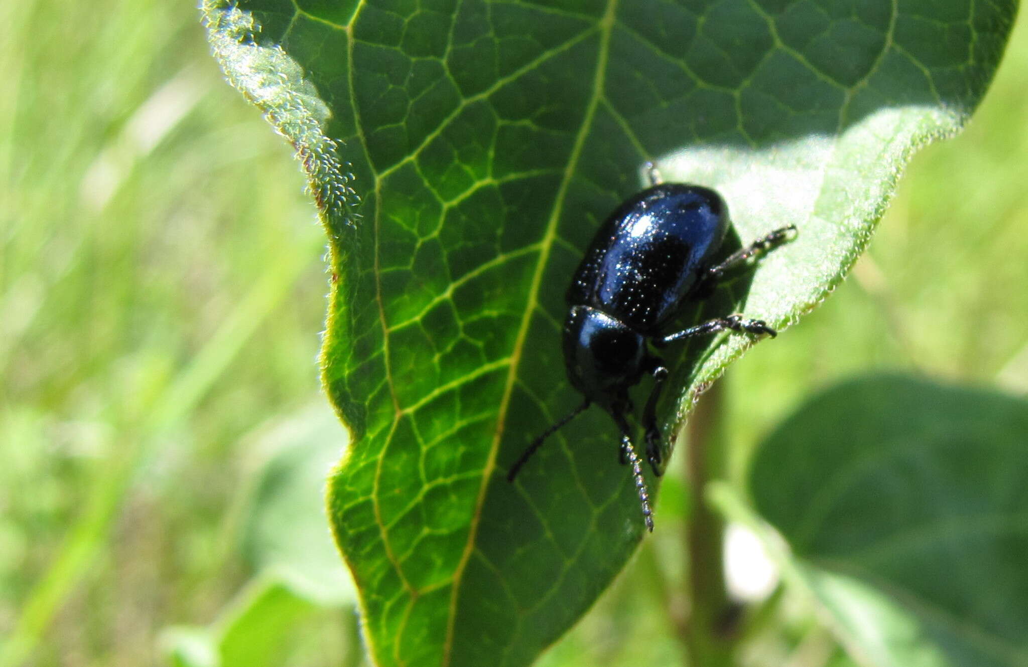 Image of <i>Chrysochus asclepiadeus</i>