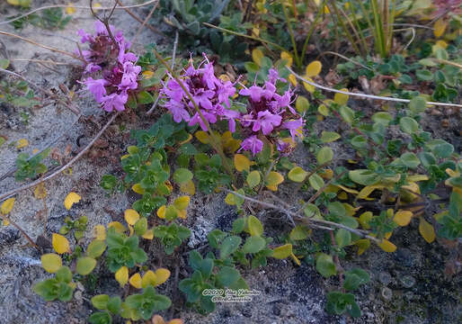 Thymus reverdattoanus Serg. resmi