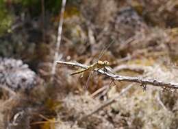 Image of Black-tailed Skimmer