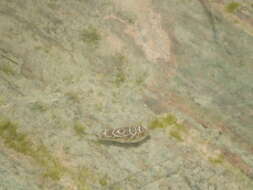 Image of Checkered Puffer