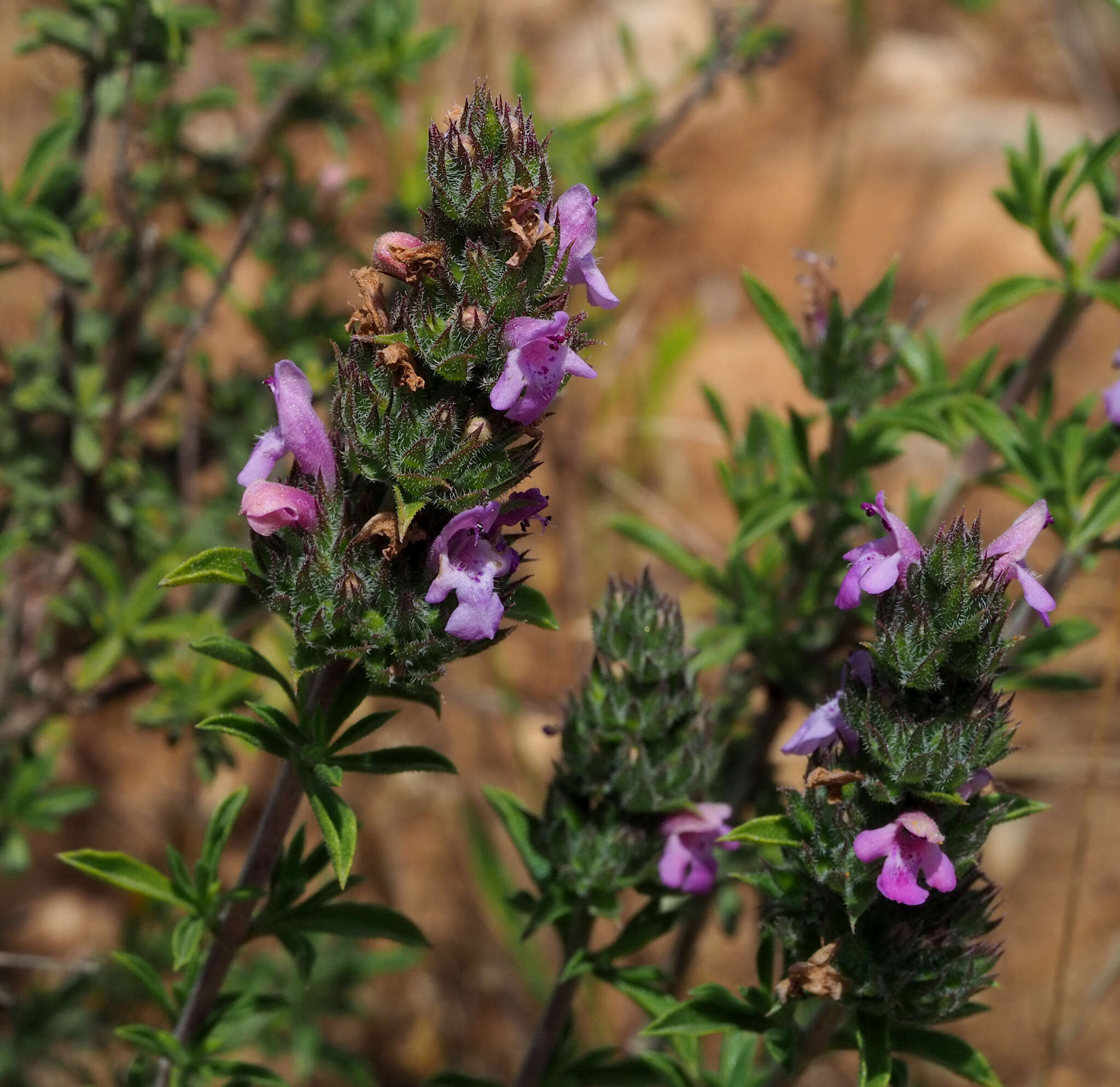 Image of Persian zatar