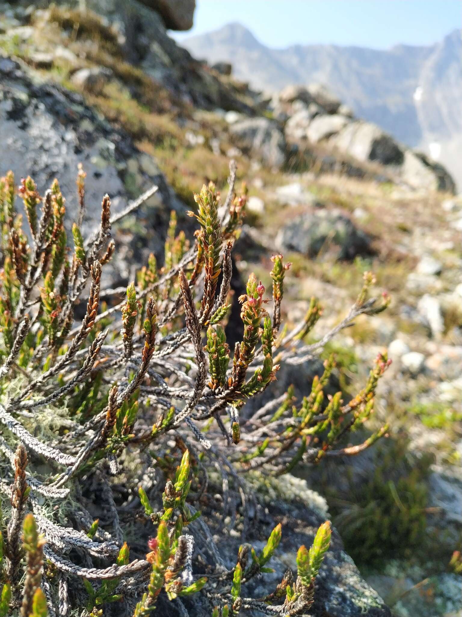 Imagem de Cassiope ericoides (Pall.) D. Don