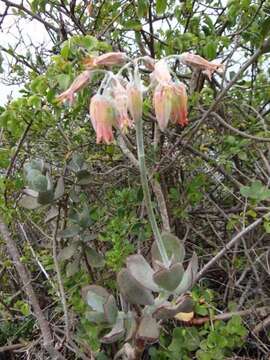 Image of <i>Cotyledon <i>orbiculata</i></i> var. orbiculata