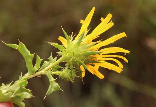 Sivun Berkheya spinosa (L. fil.) Druce kuva