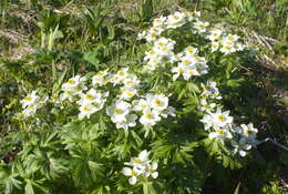 Image of narcissus anemone