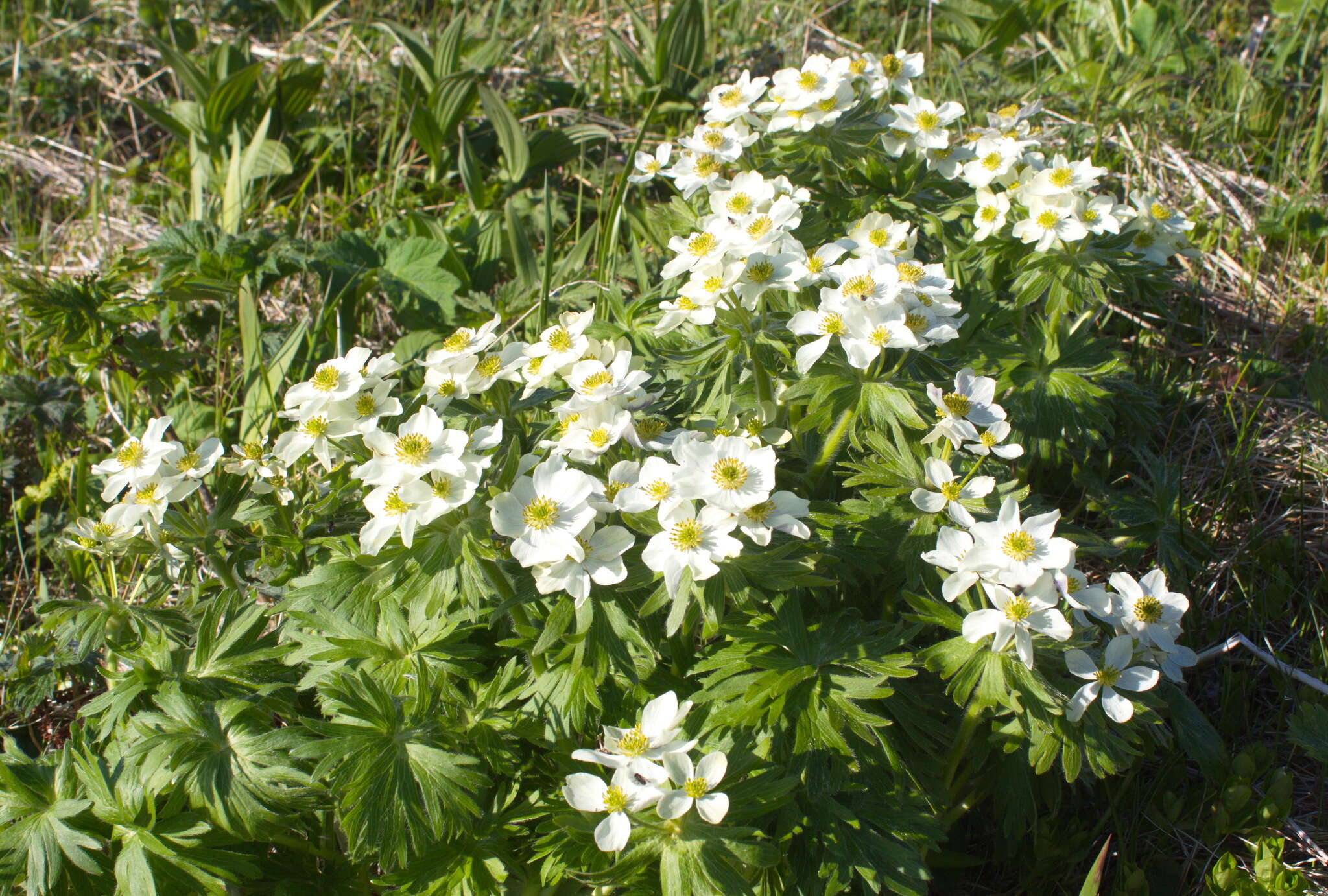 Imagem de Anemonastrum narcissiflorum subsp. villosissimum (DC.) A. Löve & D. Löve