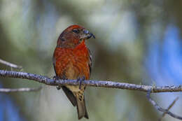 Image of Hispaniolan Crossbill