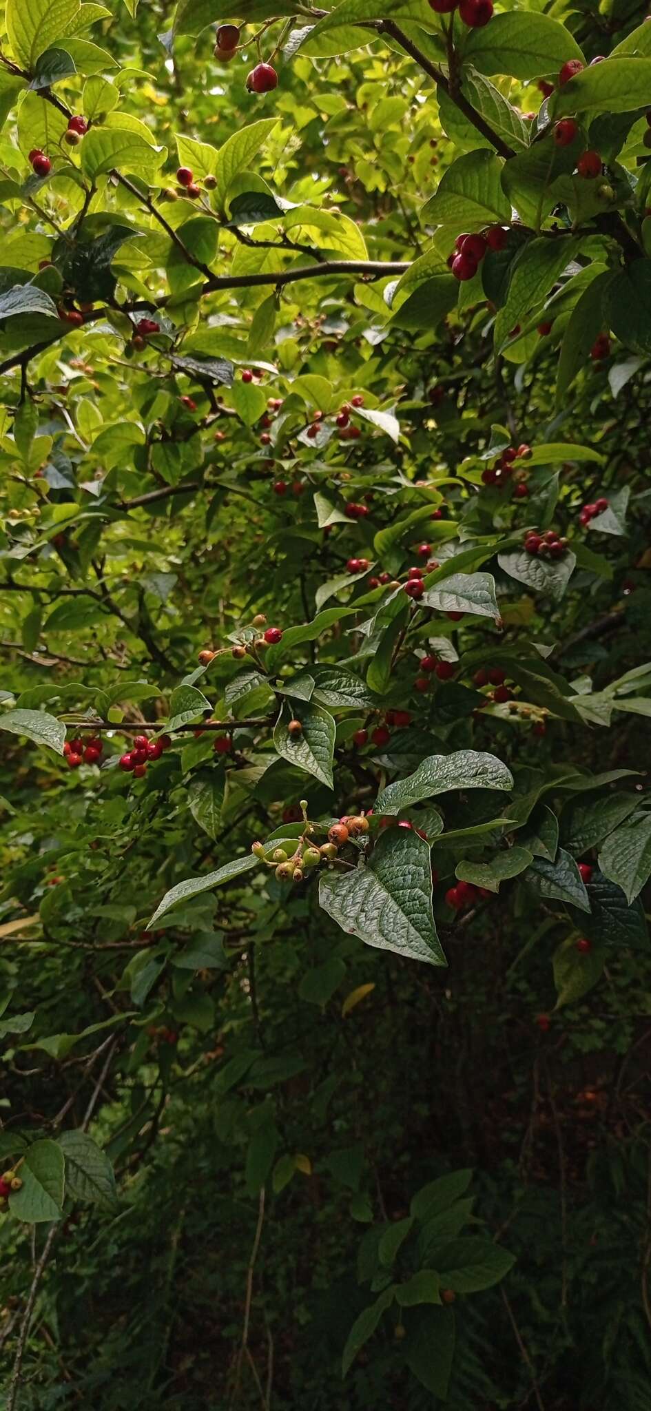 Image of hollyberry cotoneaster