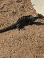 Image of Cape Spinytail Iguana