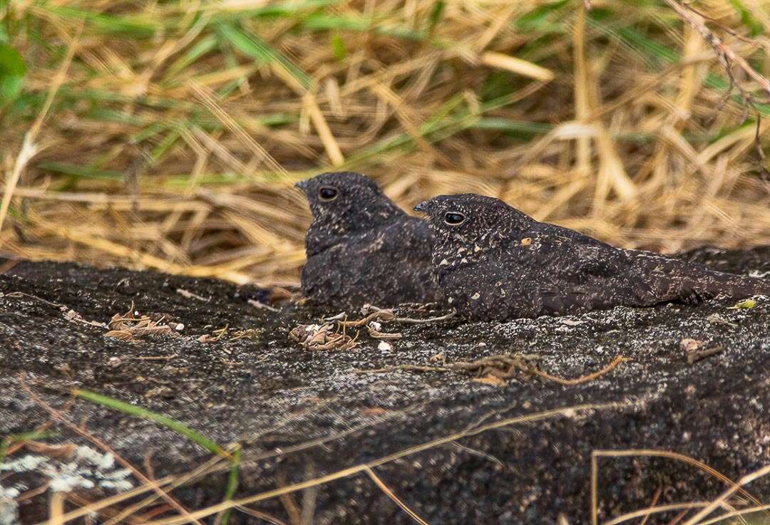 Image of Pygmy Nightjar