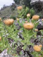 Image of Helichrysum milleri O. M. Hilliard