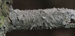 Image of Texan canoparmelia lichen