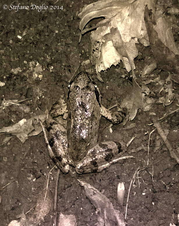 Image of Italian Stream Frog