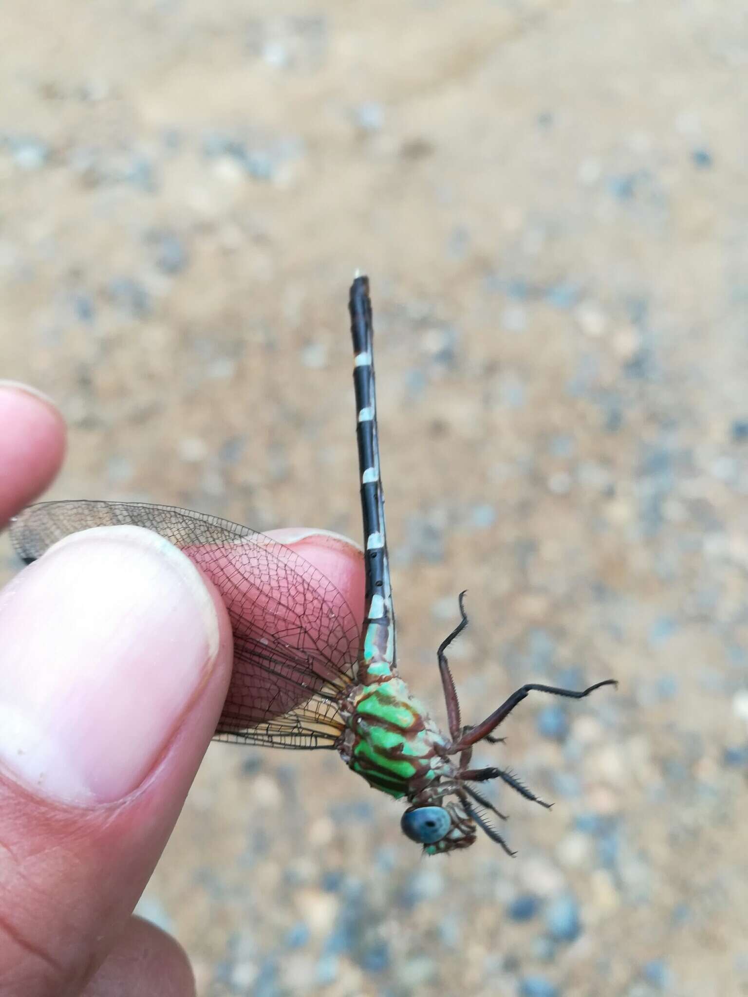 Imagem de Erpetogomphus liopeltis Garrison 1994