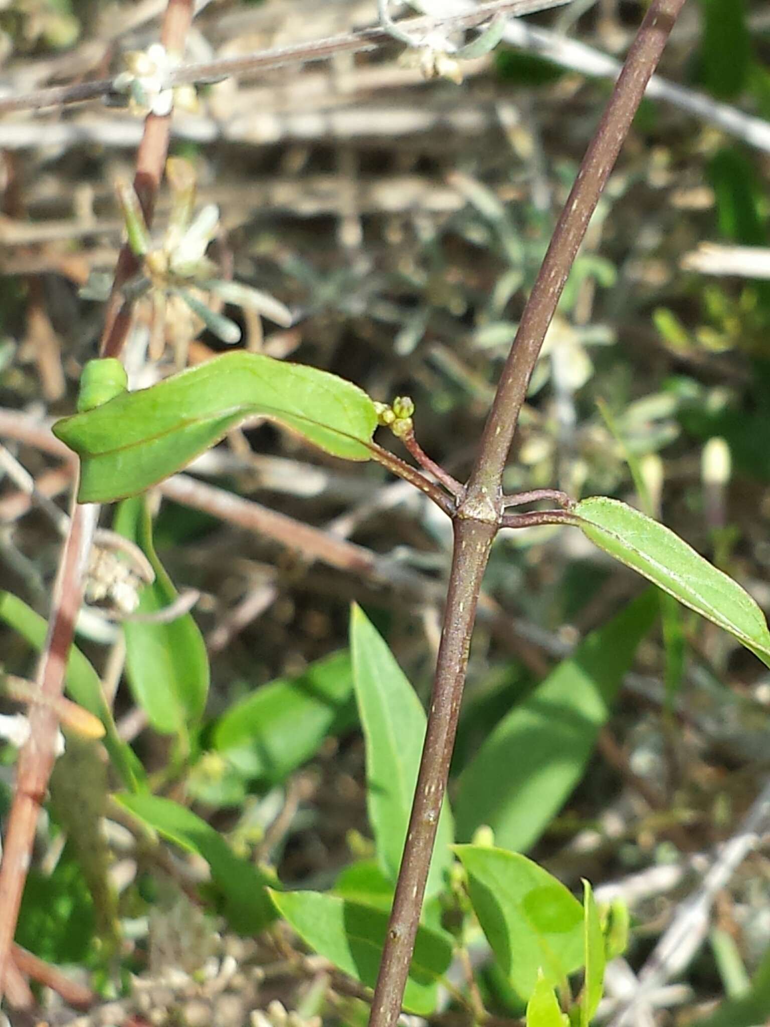 Image of Paederia grandidieri Drake