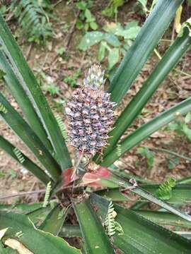 Ananas comosus var. comosus的圖片