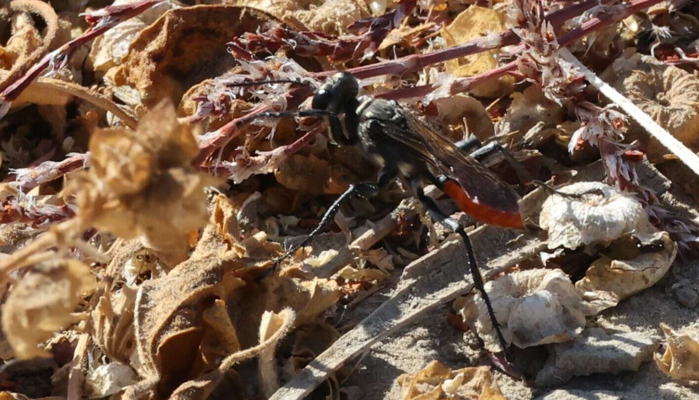 Image of Mud dauber