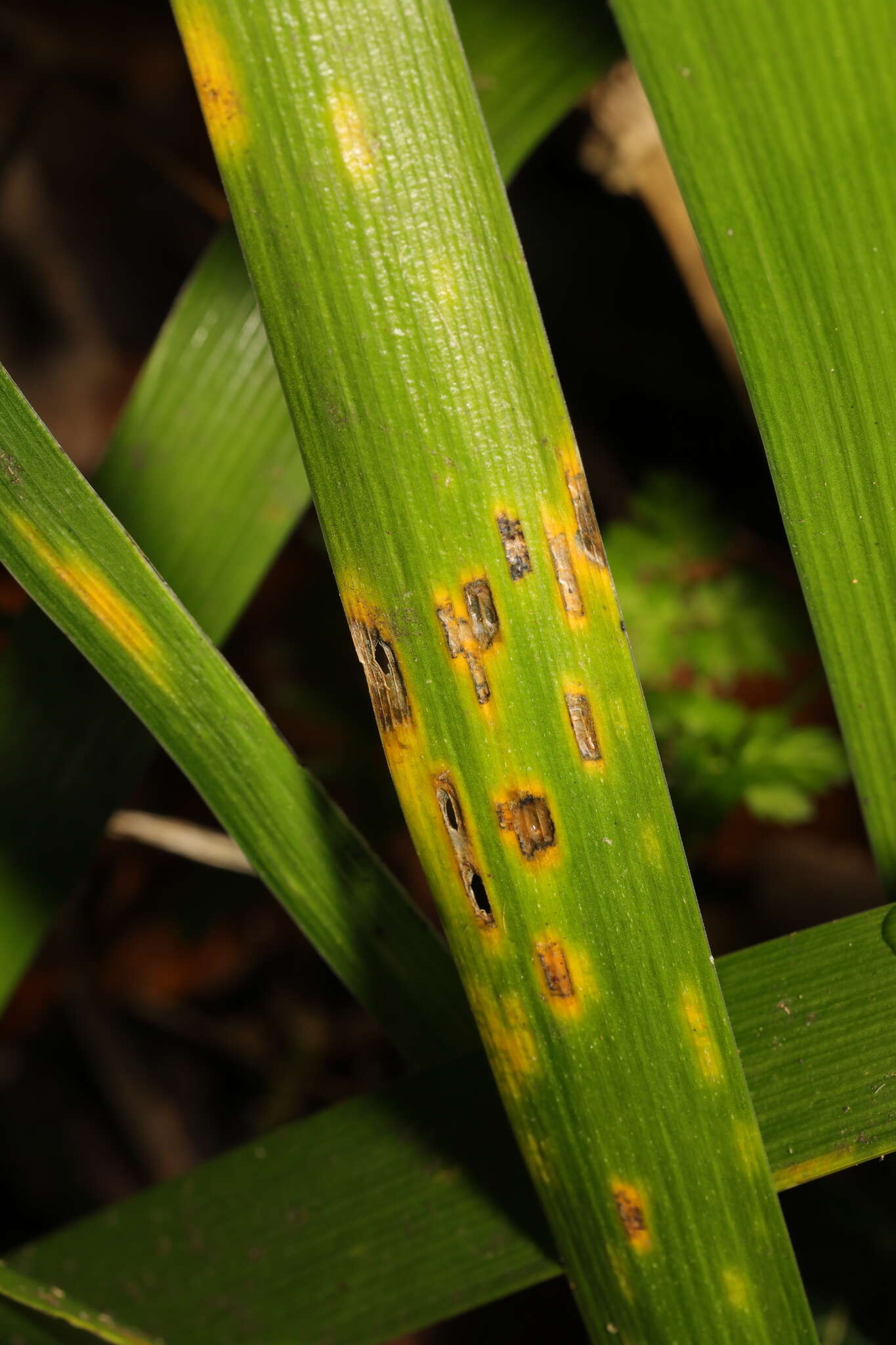 Image of Puccinia iridis Wallr. 1844