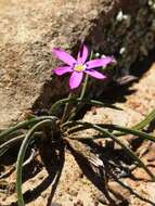 Image of Romulea syringodeoflora M. P. de Vos