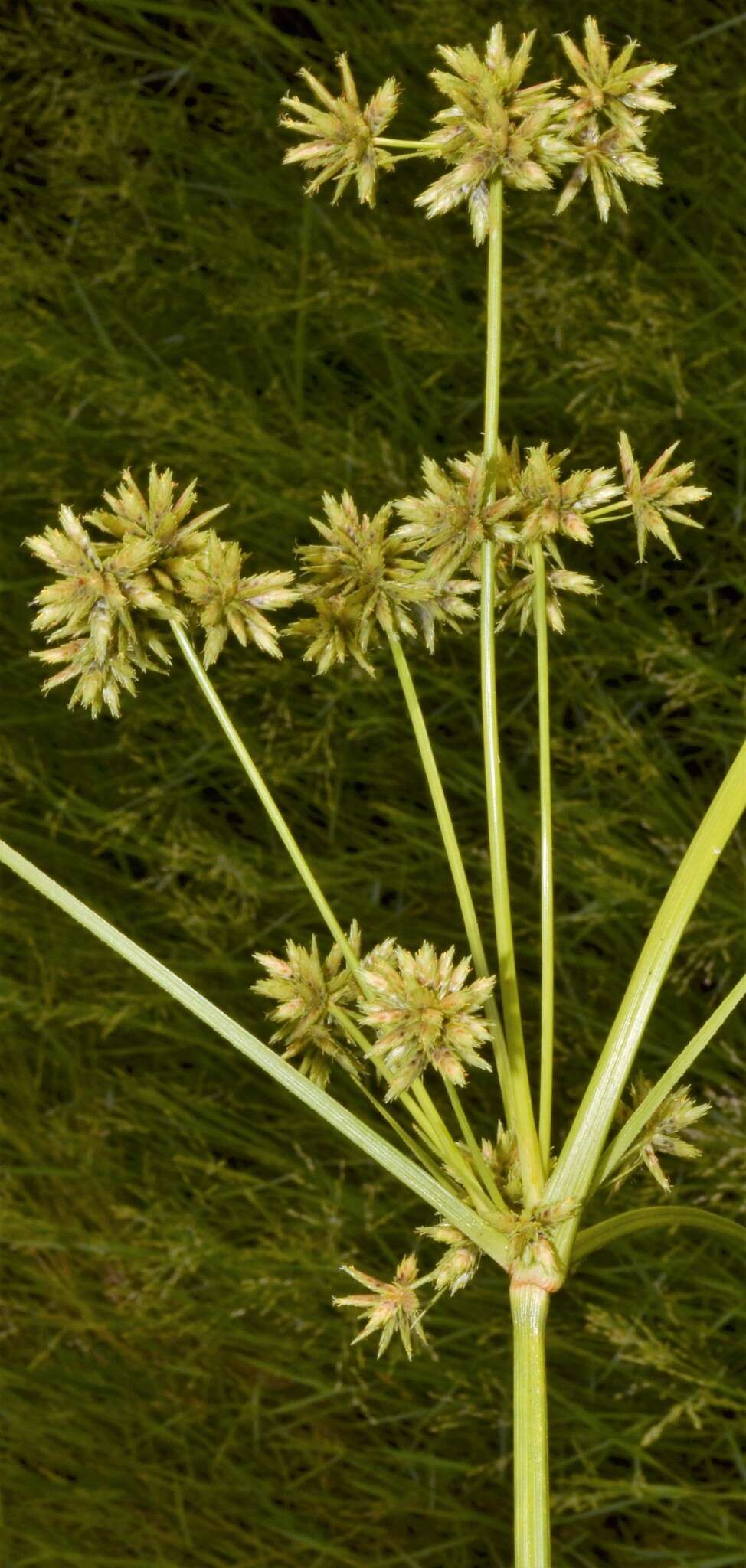 Imagem de Cyperus elegans L.