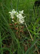 Imagem de Habenaria roxburghii Nicolson