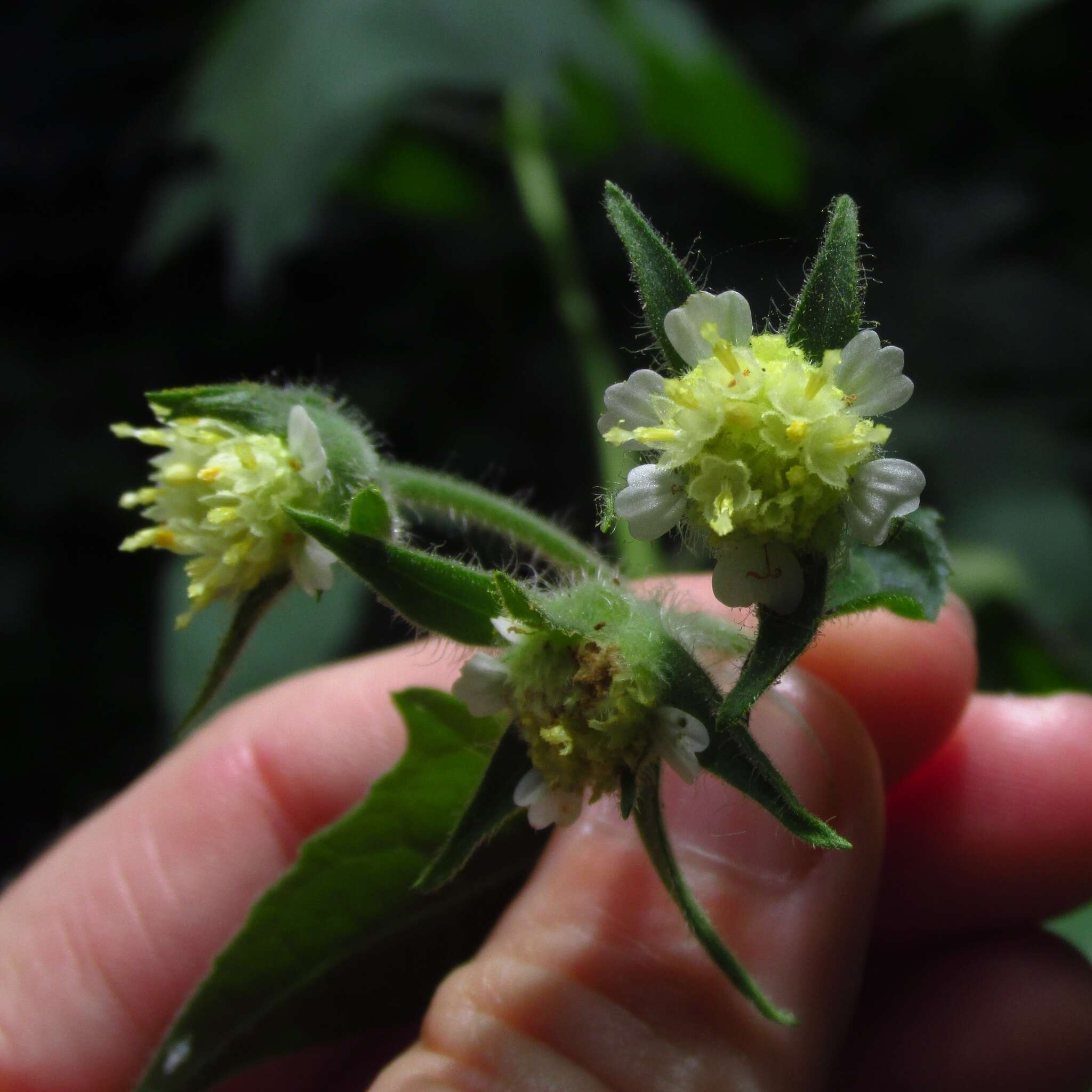 Image of whiteflower leafcup