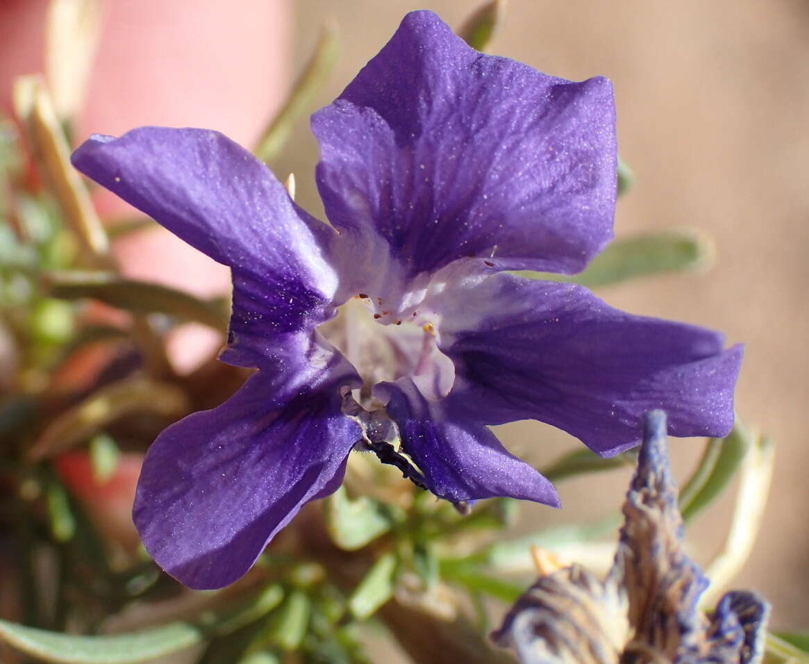 Aptosimum spinescens (Thunb.) Weber resmi