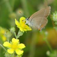 صورة Satyrium acaciae (Fabricius 1787)