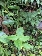 Image of Impatiens tayemonii Hayata