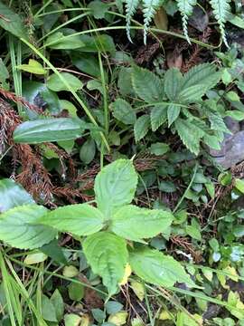 Image of Impatiens tayemonii Hayata