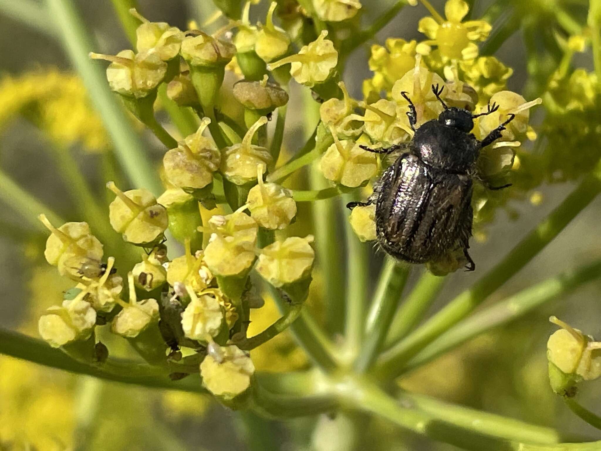 Imagem de Blitopertha (Blitopertha) nigripennis (Reitter 1888)