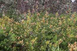 Image of Orites lancifolia F. Müll.