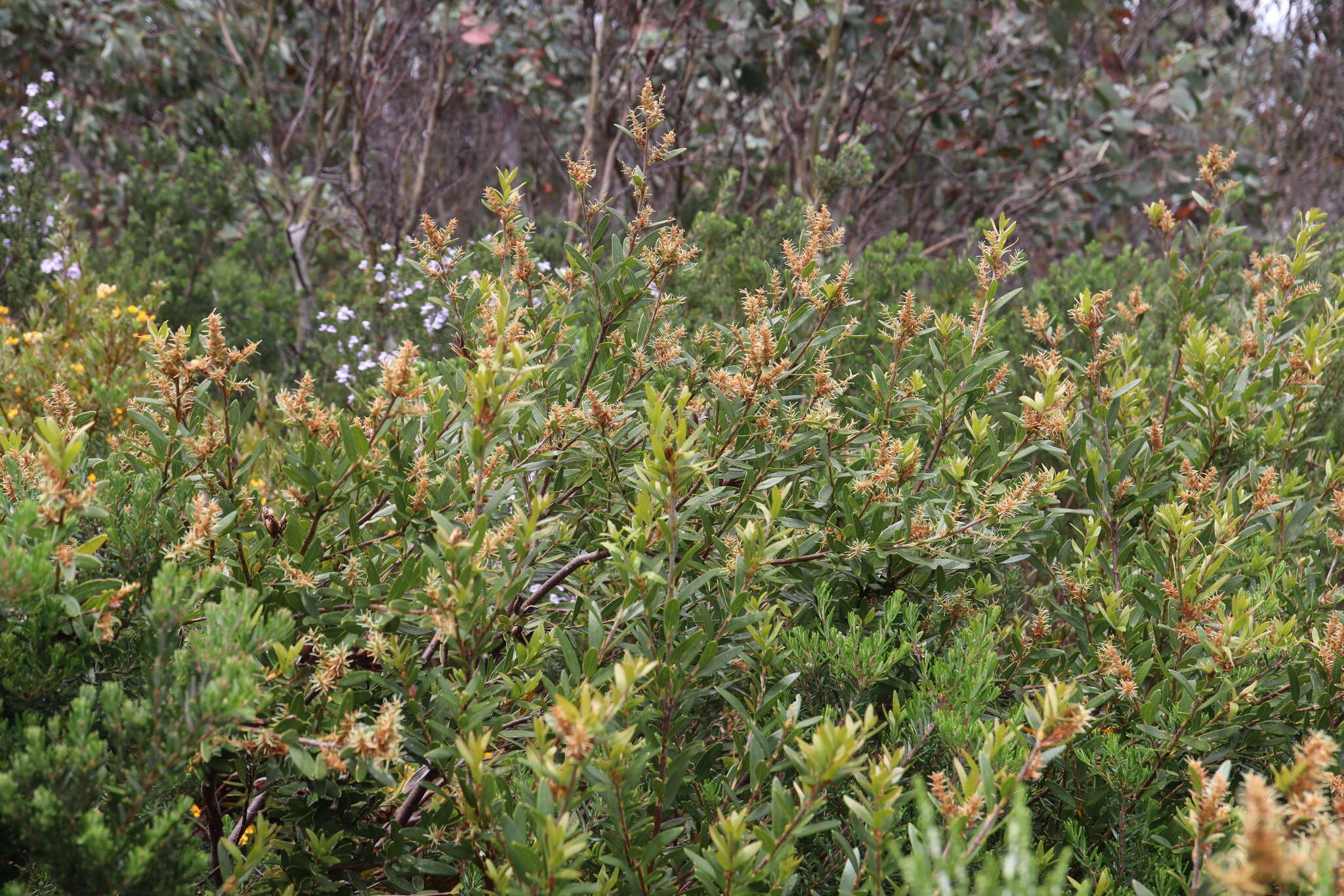 Image of Orites lancifolia F. Müll.