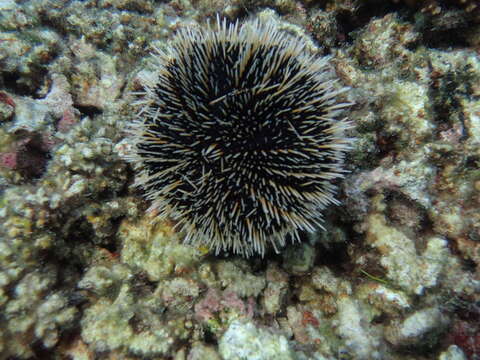 Image of White Sea Urchin